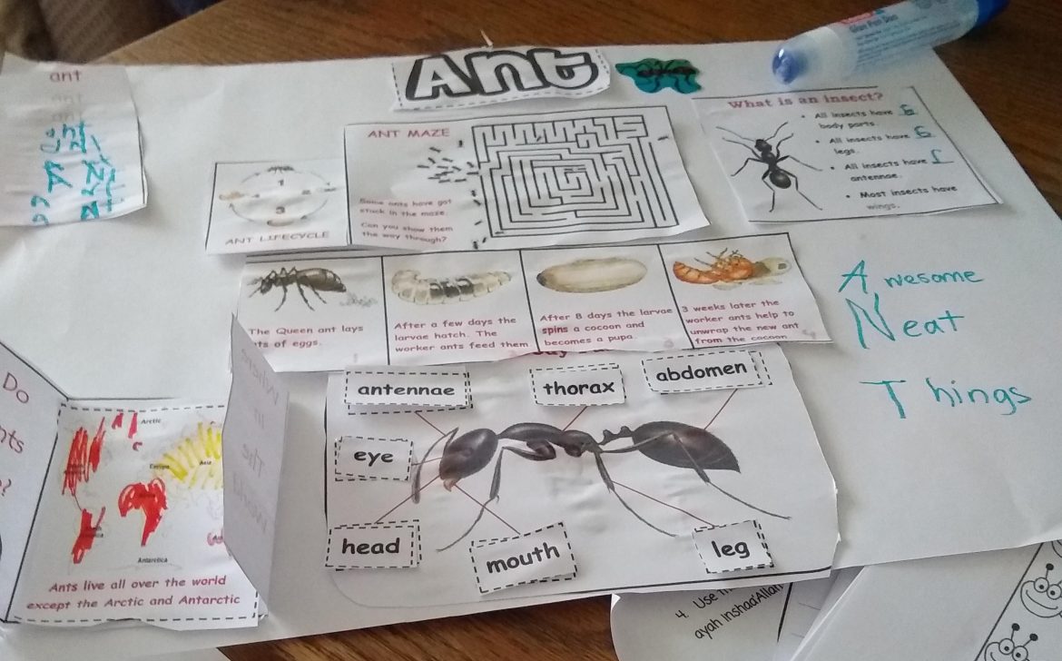 Spring Mini Unit : Ants - The Multilingual Home